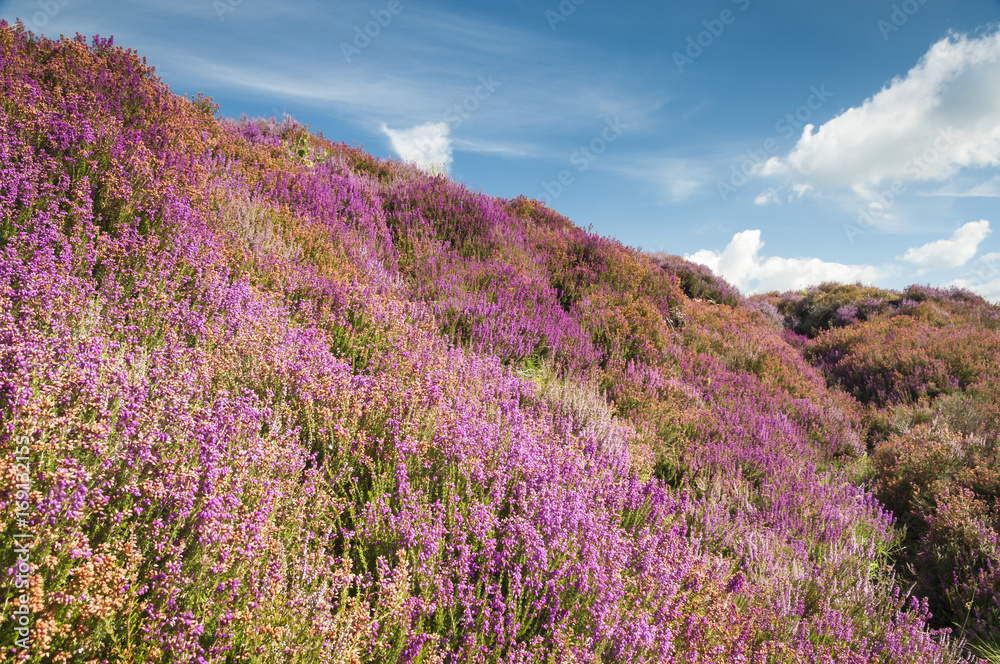 Fototapeta premium Common Heather, Ling or Heather blooming on the North York Moors, England