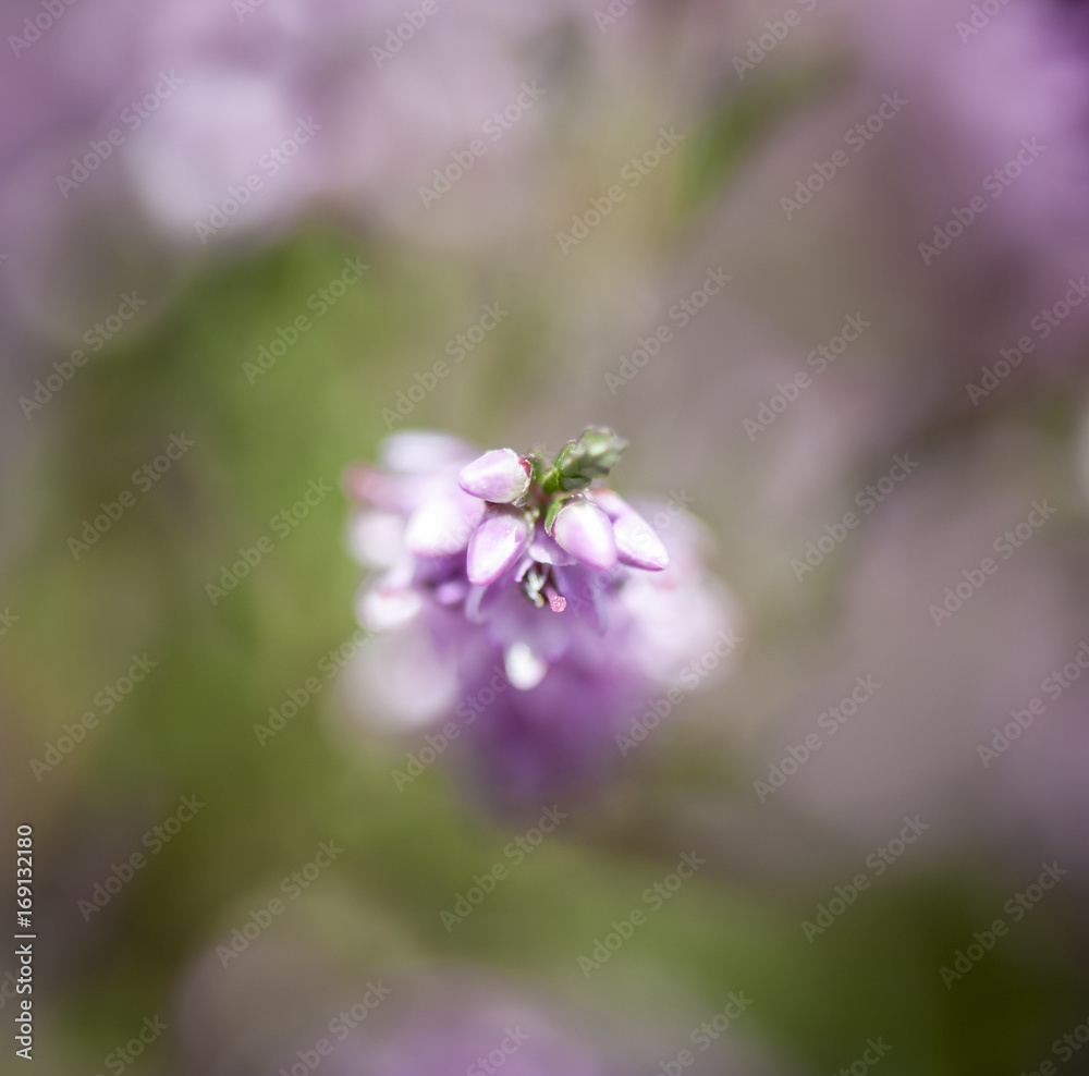 A close up image of Calluna vulgaris, also know as, Common Heather, Ling or Erica, taken in Yorkshire, England A close up image of Calluna vulgaris, also know as, Common Heather, Ling or Erica, taken in Yorkshire, England