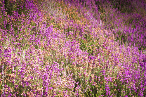 Common Heather, Ling or Heather blooming on the North York Moors, England