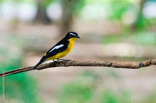 Yellow-rumped flycatcher