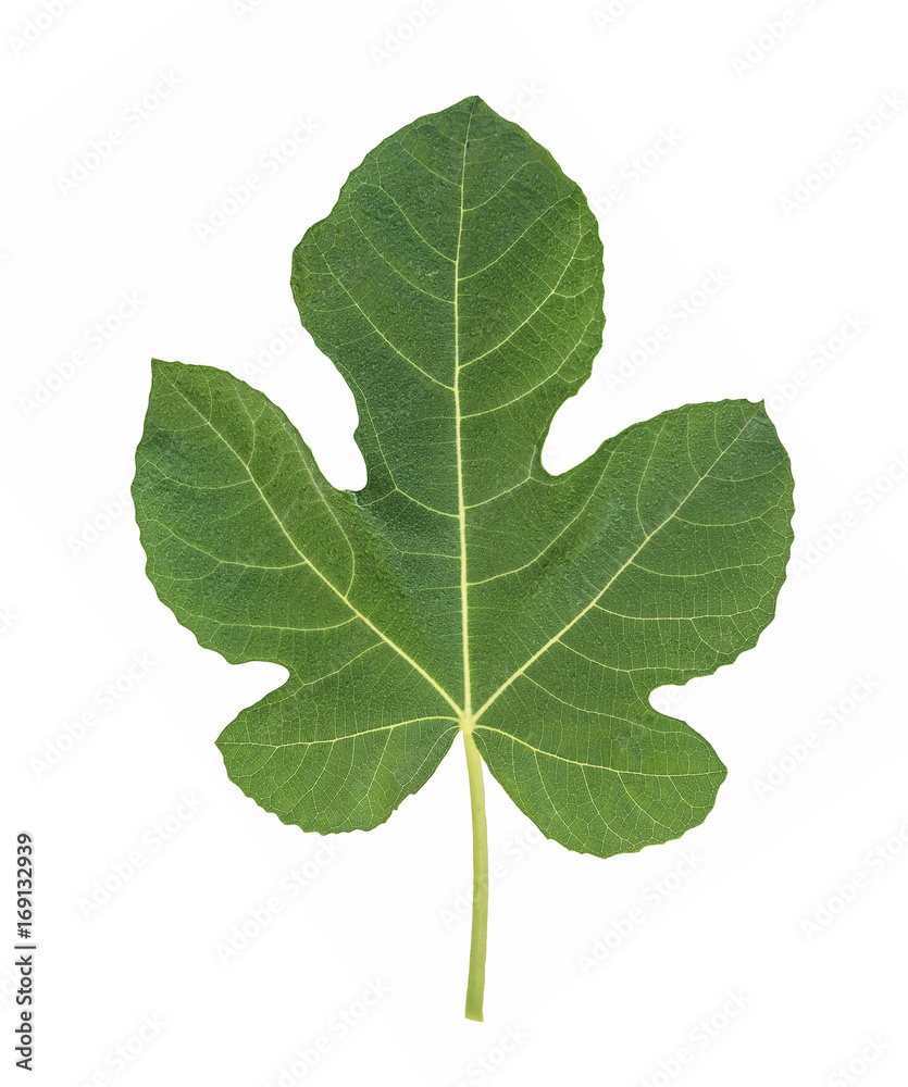 fig leaf fig leaf