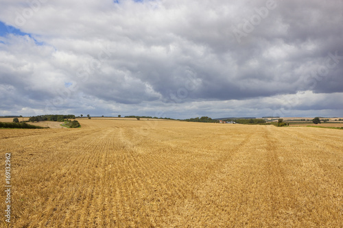 harvested wheat fields