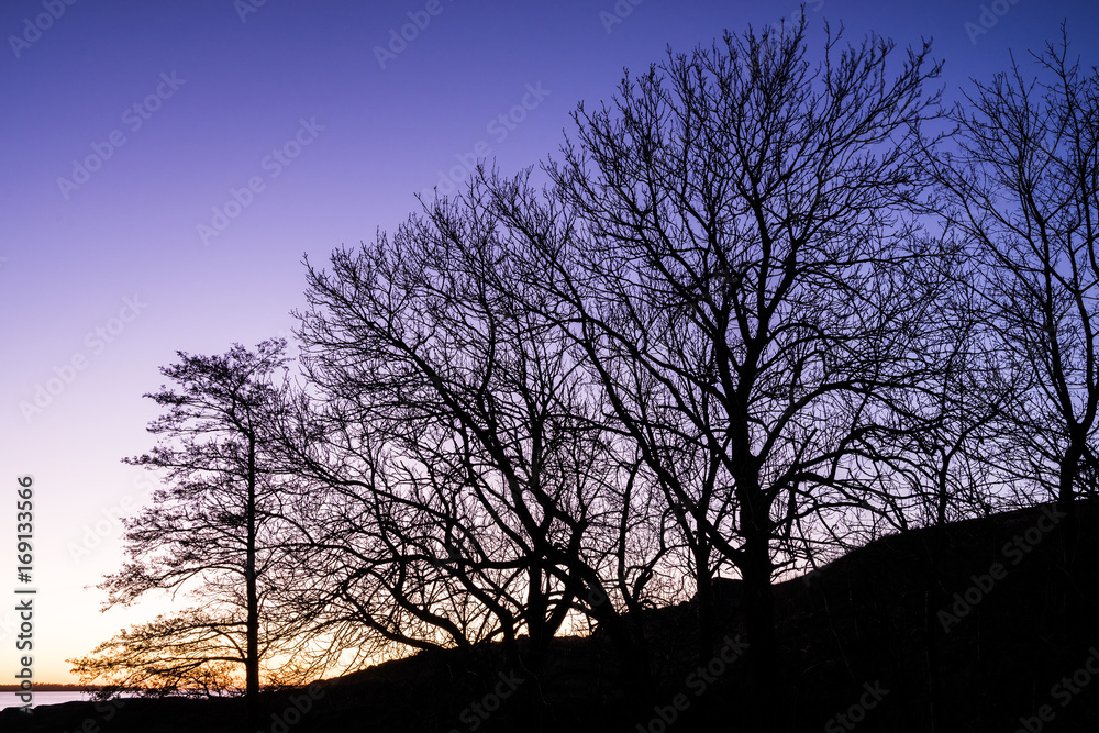 Silhouette of tree branches during dusk in Helsinki, Finland Silhouette of tree branches during dusk in Helsinki, Finland