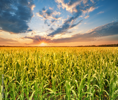 Valokuva Field with corn at sunset