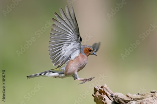 Close up portrait  male of The common chaffinch (Fringilla coelebs) landing on the branch. photo