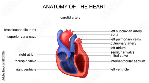 anatomy of the heart photo