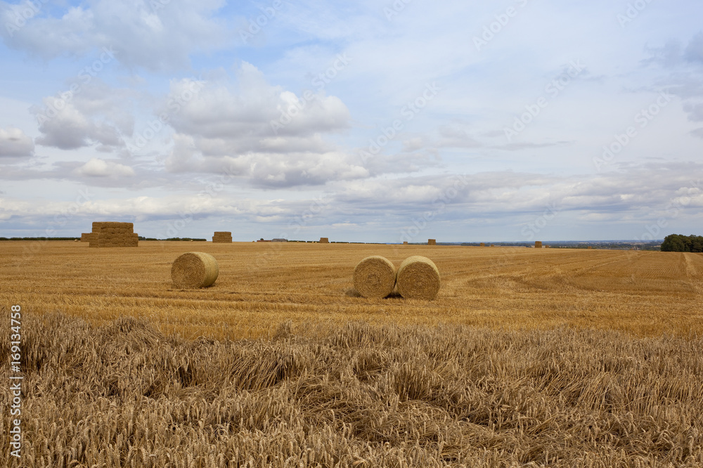summer wheat harvest
