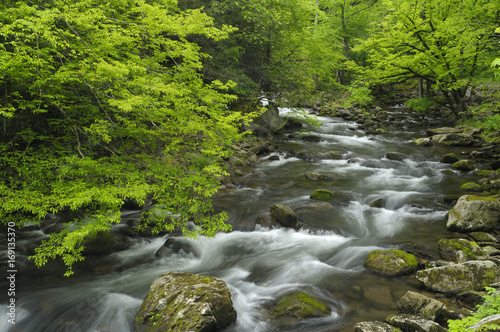 Spring in Tremont at Great Smoky Mountains National Park  TN USA