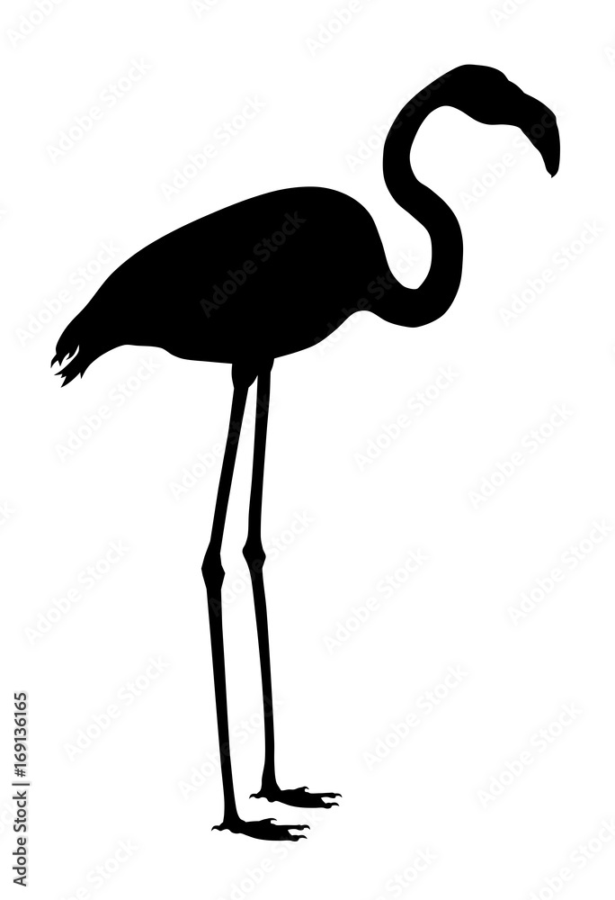 Fototapeta premium Greater flamingo