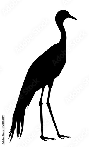 Blue crane