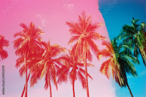 pink and blue palm trees on film