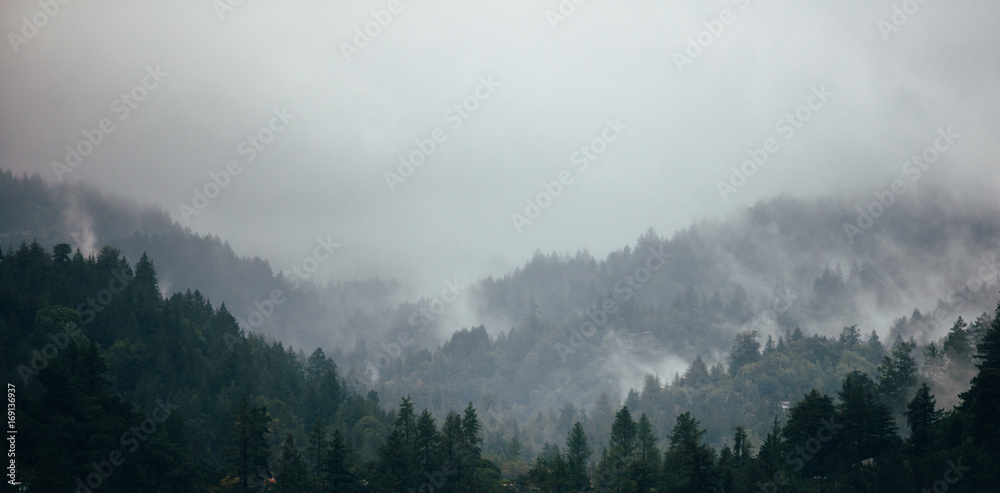 Fog nestled in a valley of trees Fog nestled in a valley of trees
