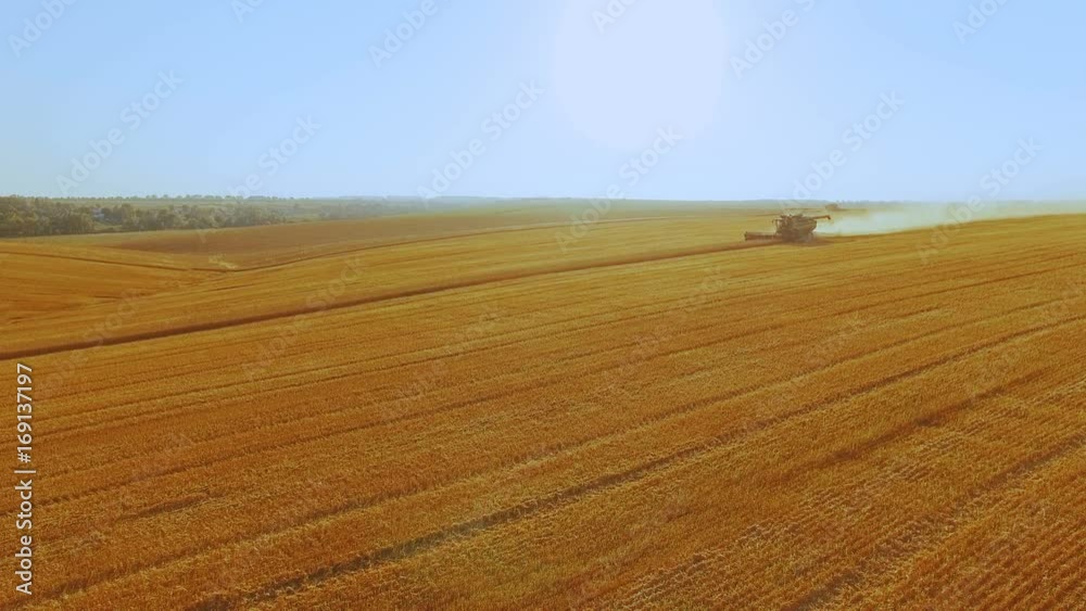Aerial view of the gathering gold ripe wheat on the huge field 4K Aerial view of the gathering gold ripe wheat on the huge field 4K