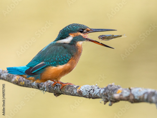 Kingfisher bird (Alcedo atthis) eating a fish