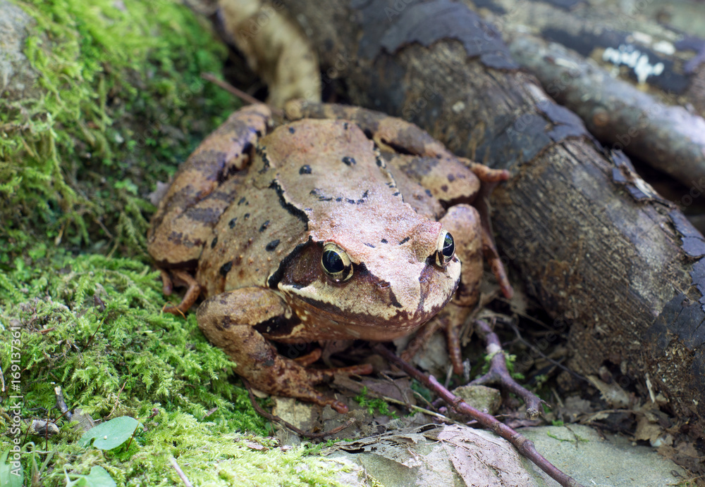 Naklejka premium Brown tree frog