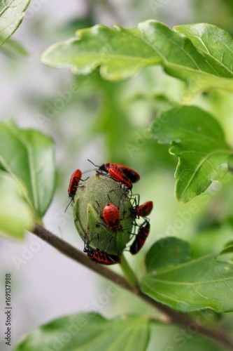 Gemeine Feuerwanze - Pyrrhocoridea photo