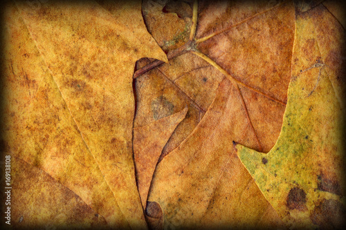 Autumn Foliage Background Vignetted Grunge Texture