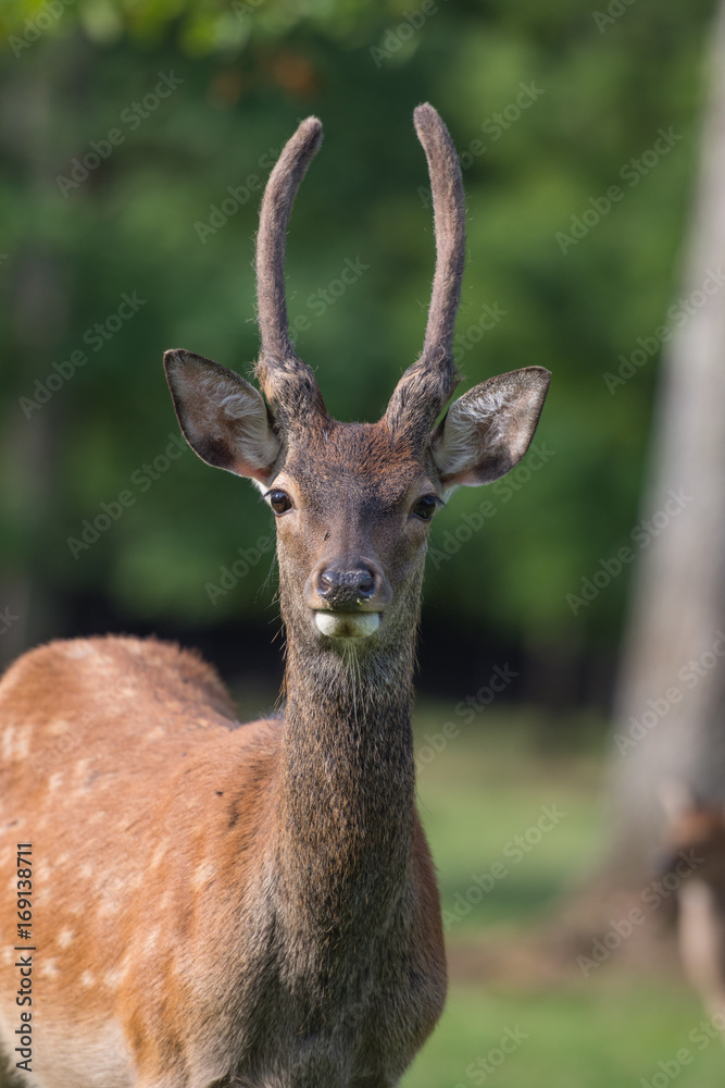 Fototapeta premium cerf sika