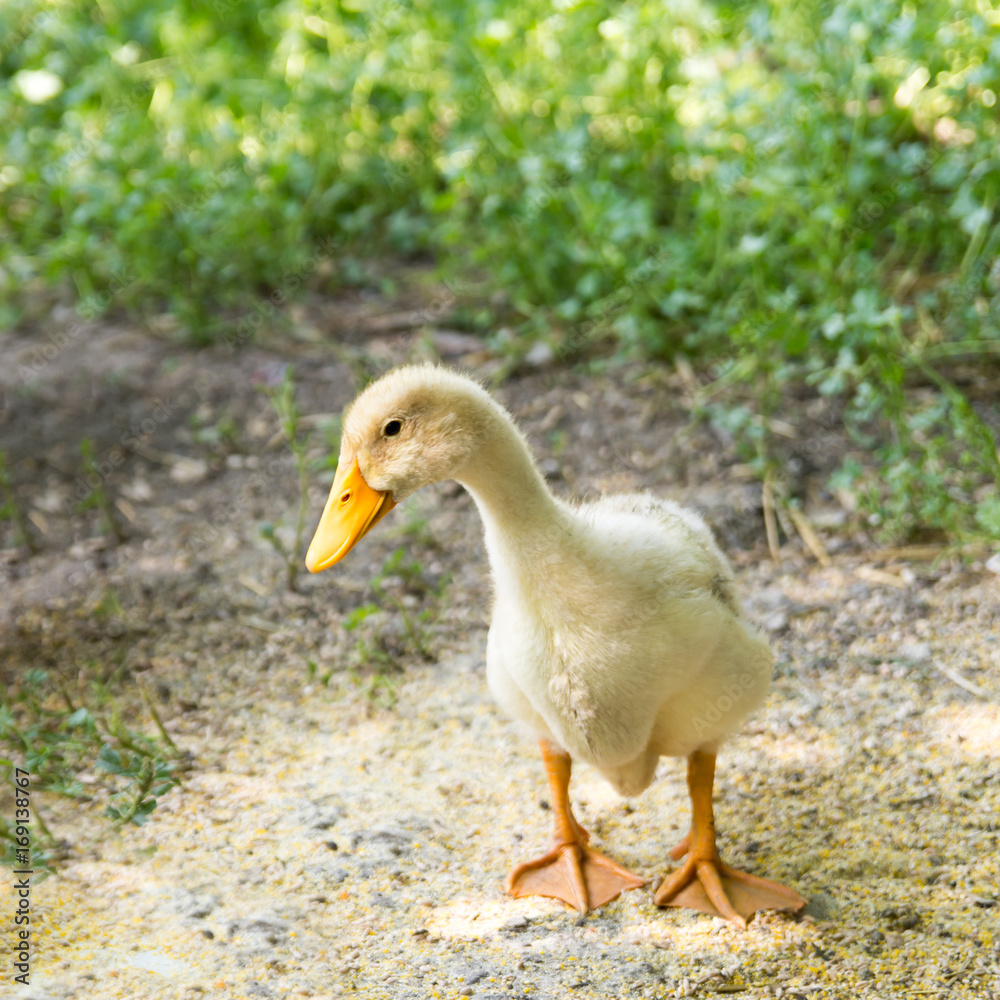 Duckling in the grass in summer