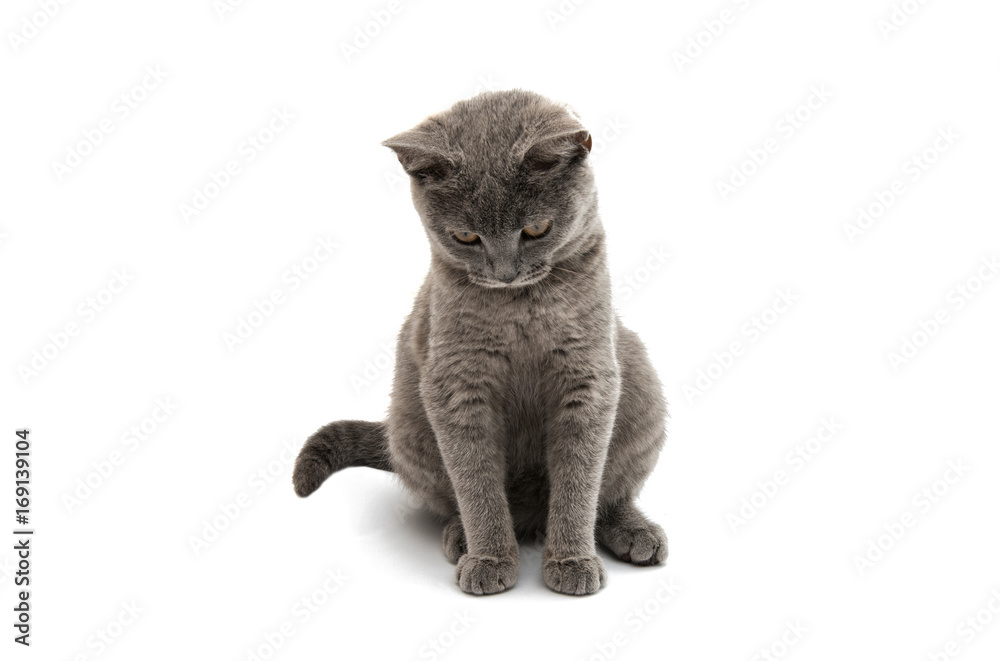Fototapeta premium British shorthair grey cat isolated