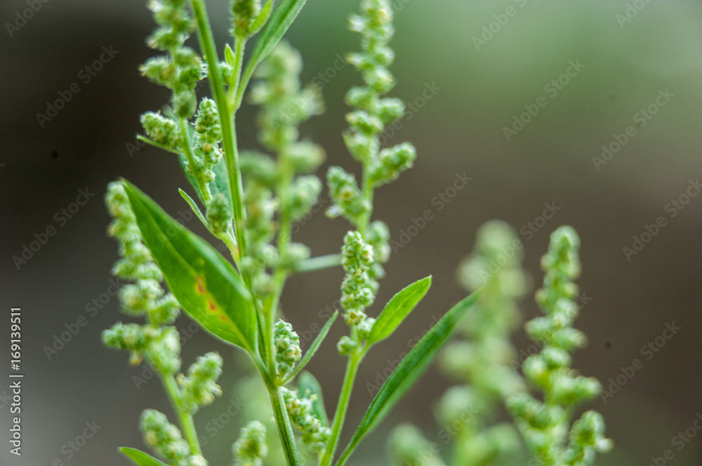 Ragweed bushes Ragweed bushes