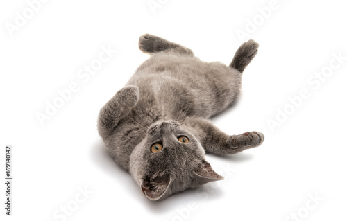 British shorthair grey cat isolated