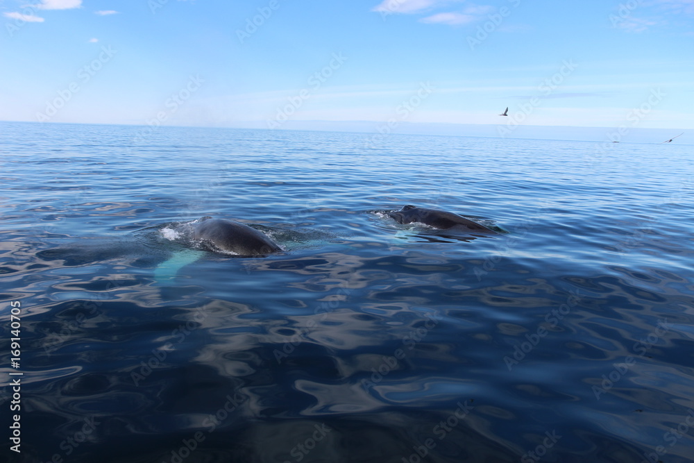 Fototapeta premium Para wielorybów
