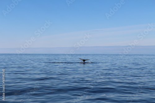 Baleine © NCAimages