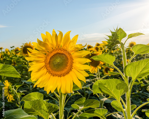 Field of sunflowers. Field of sunflowers close up