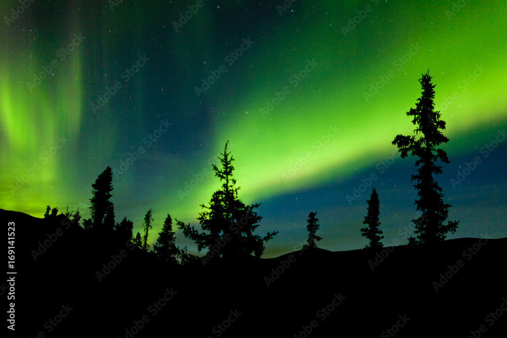 Yukon taiga spruce Northern Lights Aurora borealis Yukon taiga spruce Northern Lights Aurora borealis