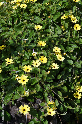 Schwarz  ugige Susanne  Thunbergia alata 