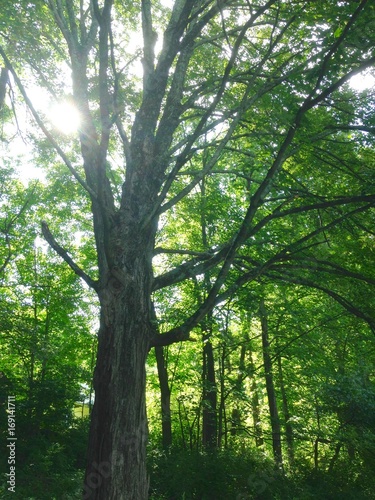 Tree canopy with sun 