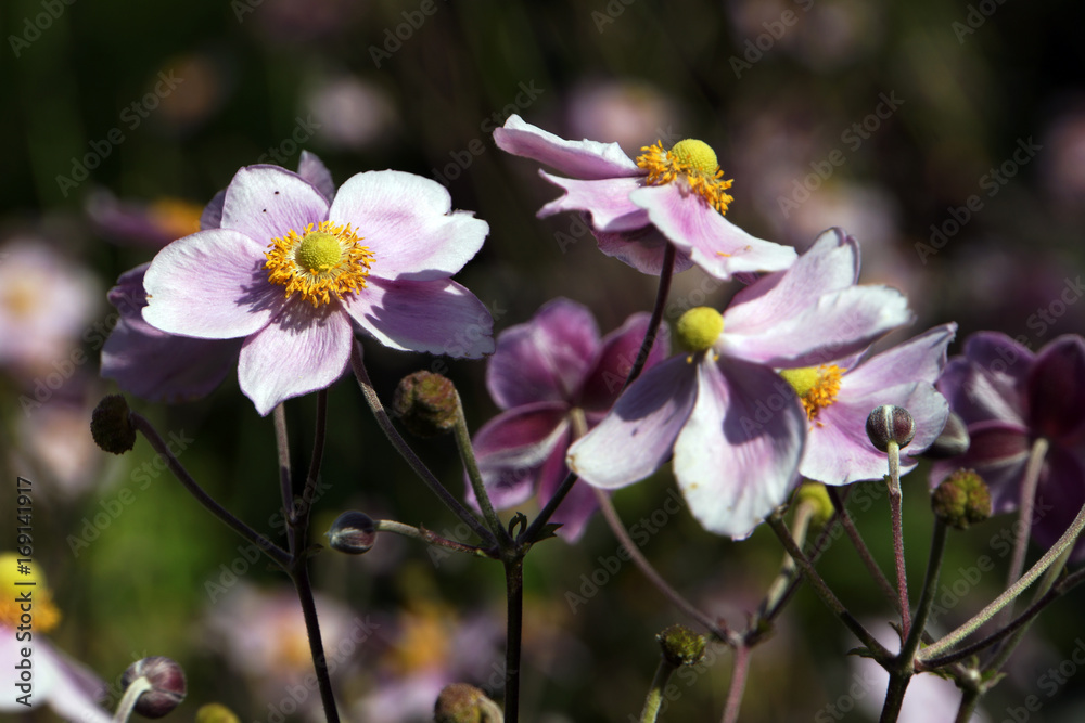 Herbst-Anemone (Anemone hupehensis) Herbst-Anemone (Anemone hupehensis)
