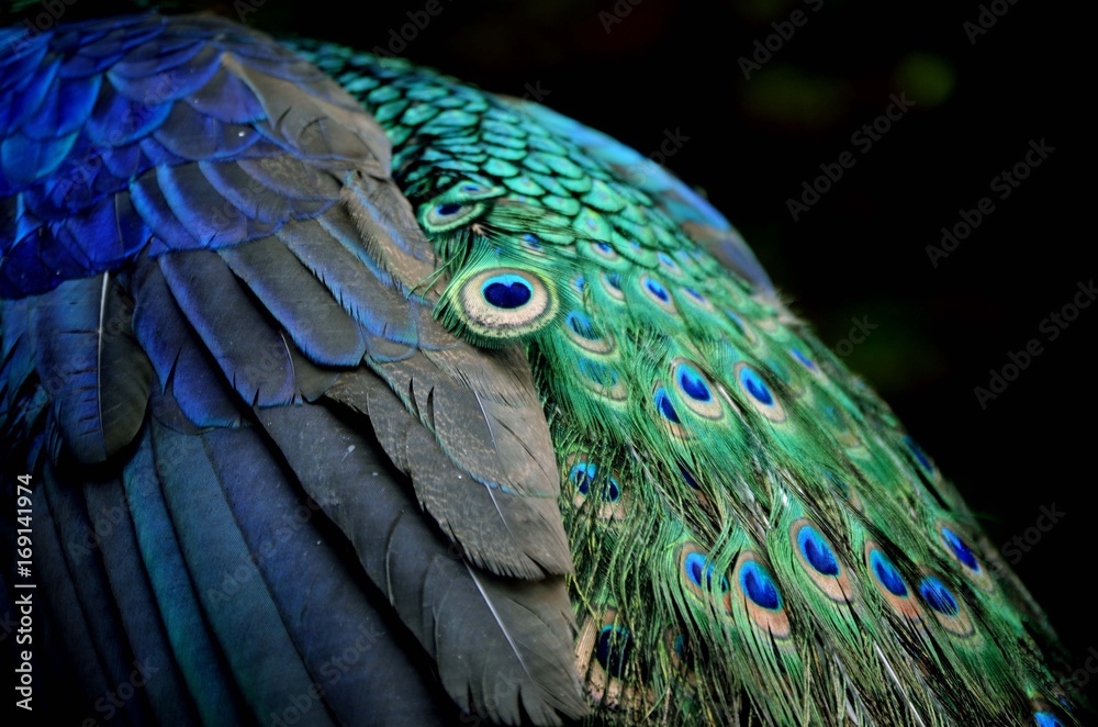 Naklejka premium синий глаз