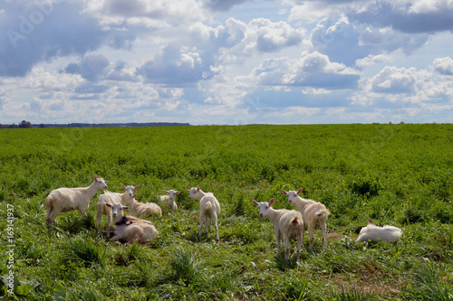 farmland new zealand mammal summer livestock farming cattle rural goats lamb sky countryside flock grazing herd meadow green sheep grass farm landscape goats animal field pasture nature agriculture 