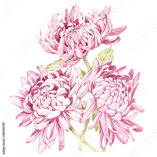 Set of hand drawn watercolor botanical illustration of Flowers Chrysanthemums. Element for design of invitations  movie posters  fabrics and other objects. Isolated on white.