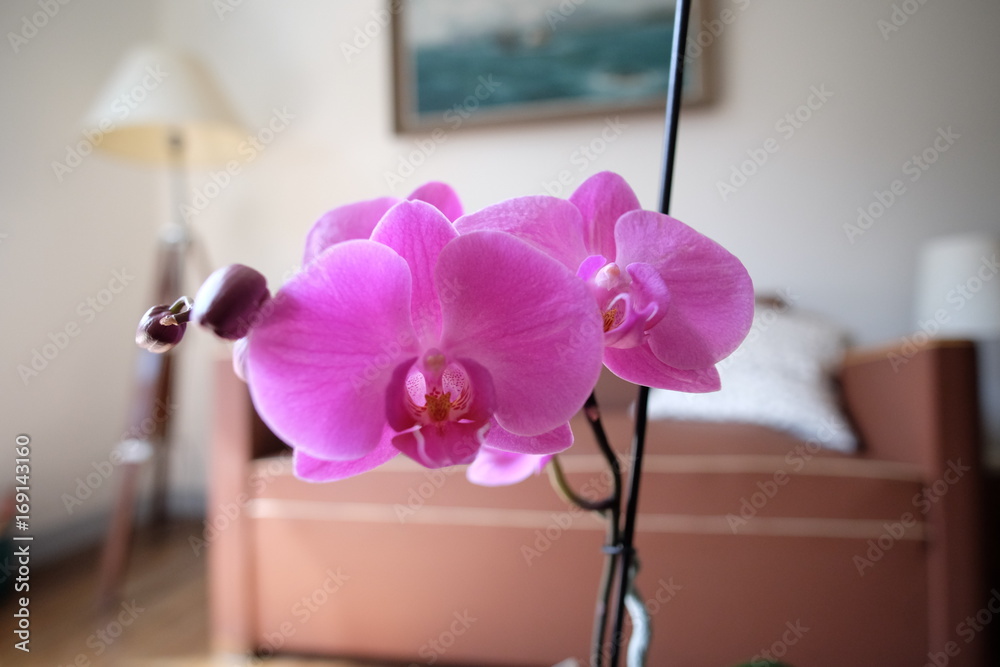 fleurs d'orchidée