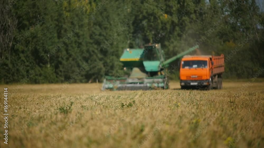 Focus Changes and Shows Combine Loading Harvest into Tipper Focus Changes and Shows Combine Loading Harvest into Tipper