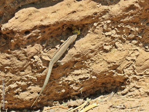 Männliche Mauereidechse (Podarcis muralis brongniardii) frisst Schmetterlingspuppe
 photo