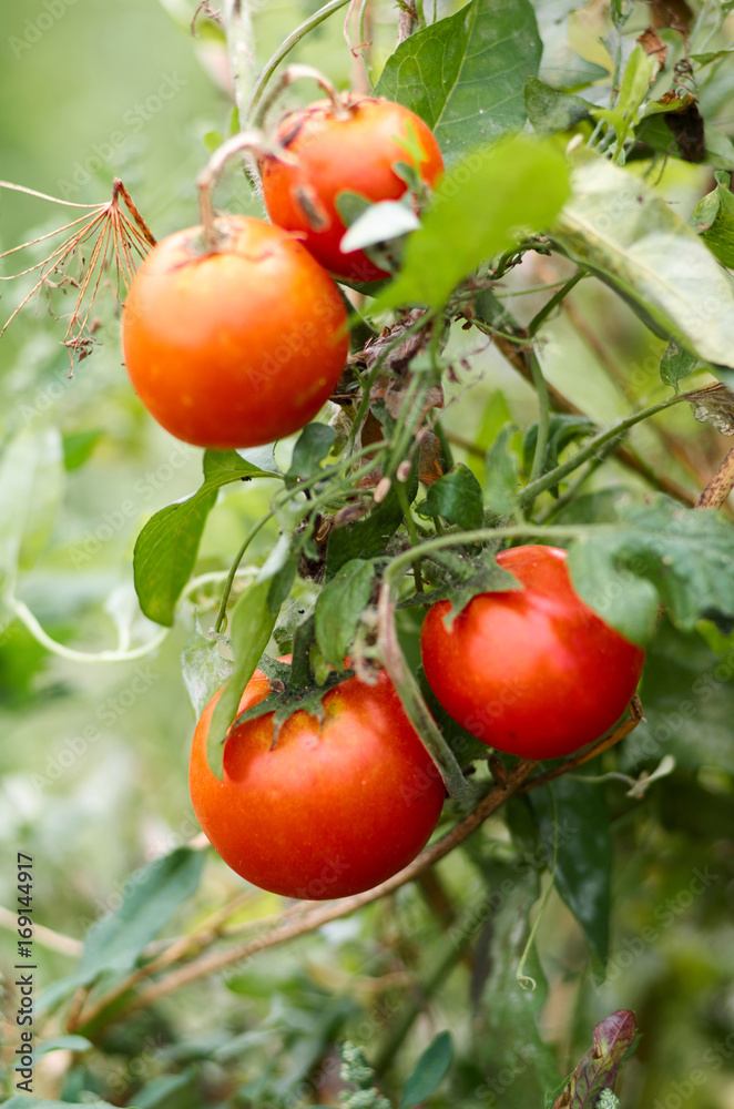 Growing Tomatoes in the garden, close up/Tomato plant with ripe fruits in the vegetable garden in summer. Ripe natural tomatoes growing on a branch