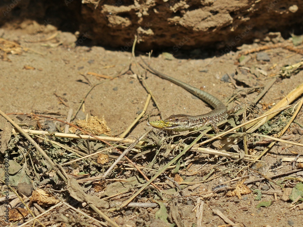 Männliche Mauereidechse (Podarcis muralis brongniardii) frisst Schmetterlingspuppe

