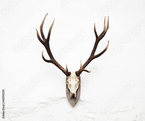 Awesome red deer hunting trophy