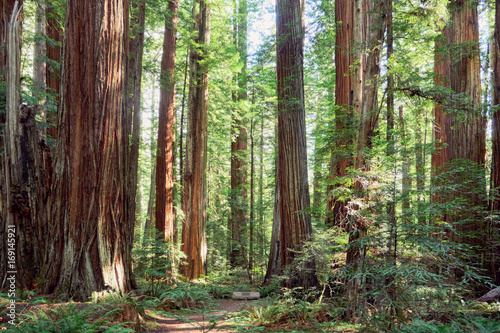 Sequoia Mammutbäume