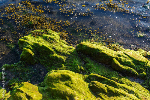 Rocks covered with green moss