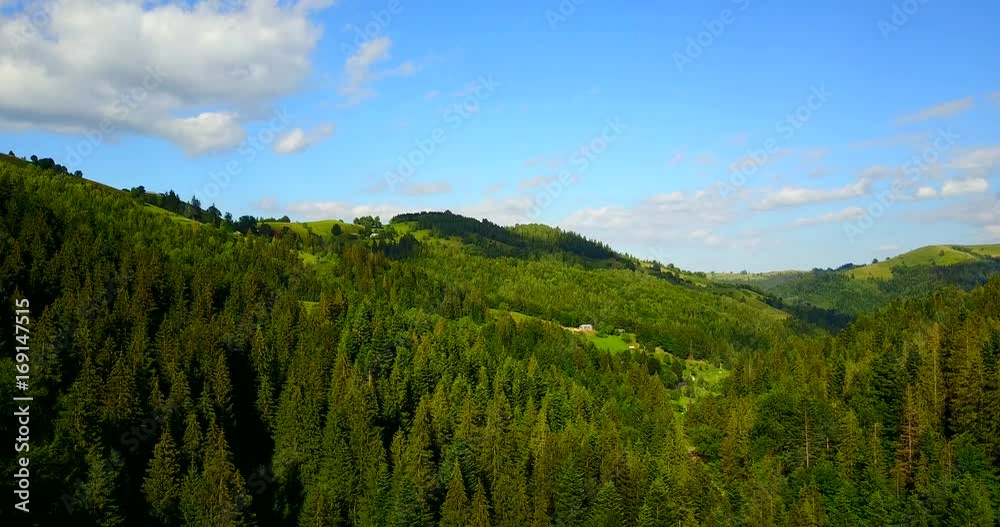 Aerial view of the mountains Carpathians and cow, Ukraine. Drone flight Aerial view of the mountains Carpathians and cow, Ukraine. Drone flight