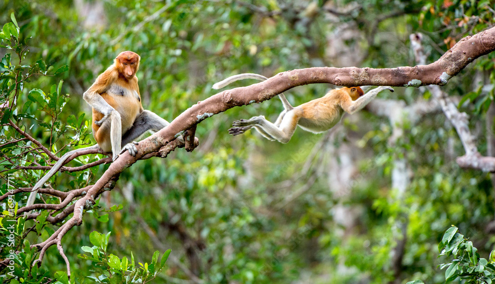 Naklejka premium Trąba małpa na drzewie w dzikim zielonym lesie deszczowym na wyspie Borneo. Małpa trąba (Nasalis larvatus) lub małpa z długim nosem, znana jako bekantan w Indonezji