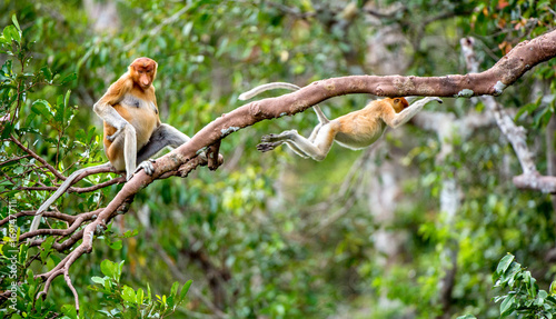Proboscis Monkey on a tree in the wild green rainforest on Borneo Island. The proboscis monkey (Nasalis larvatus) or long-nosed monkey, known as the bekantan in Indonesia photo