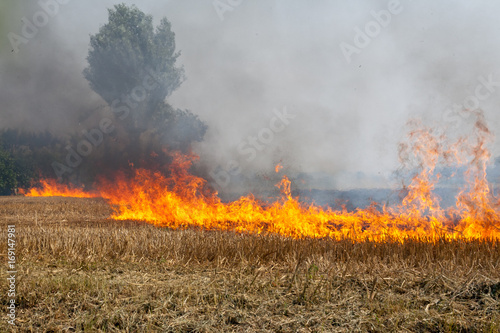 Flame row in a Wheat field burning Blackened and completely burnt