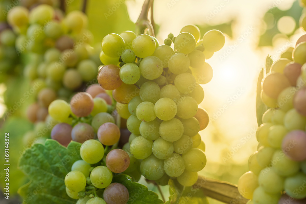 Gewürztraminer reift im Sonnenschein