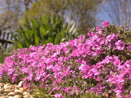 Fototapeta Naklejka Na Ścianę i Meble -  Blütenteppich im Garten